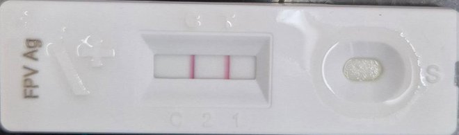 Virus se prenaša z vsemi izločki okužene živali, širi pa se tudi prek okužene posode za hrano in različnih predmetov. FOTOGRAFIJI: Veterina Nabergoj