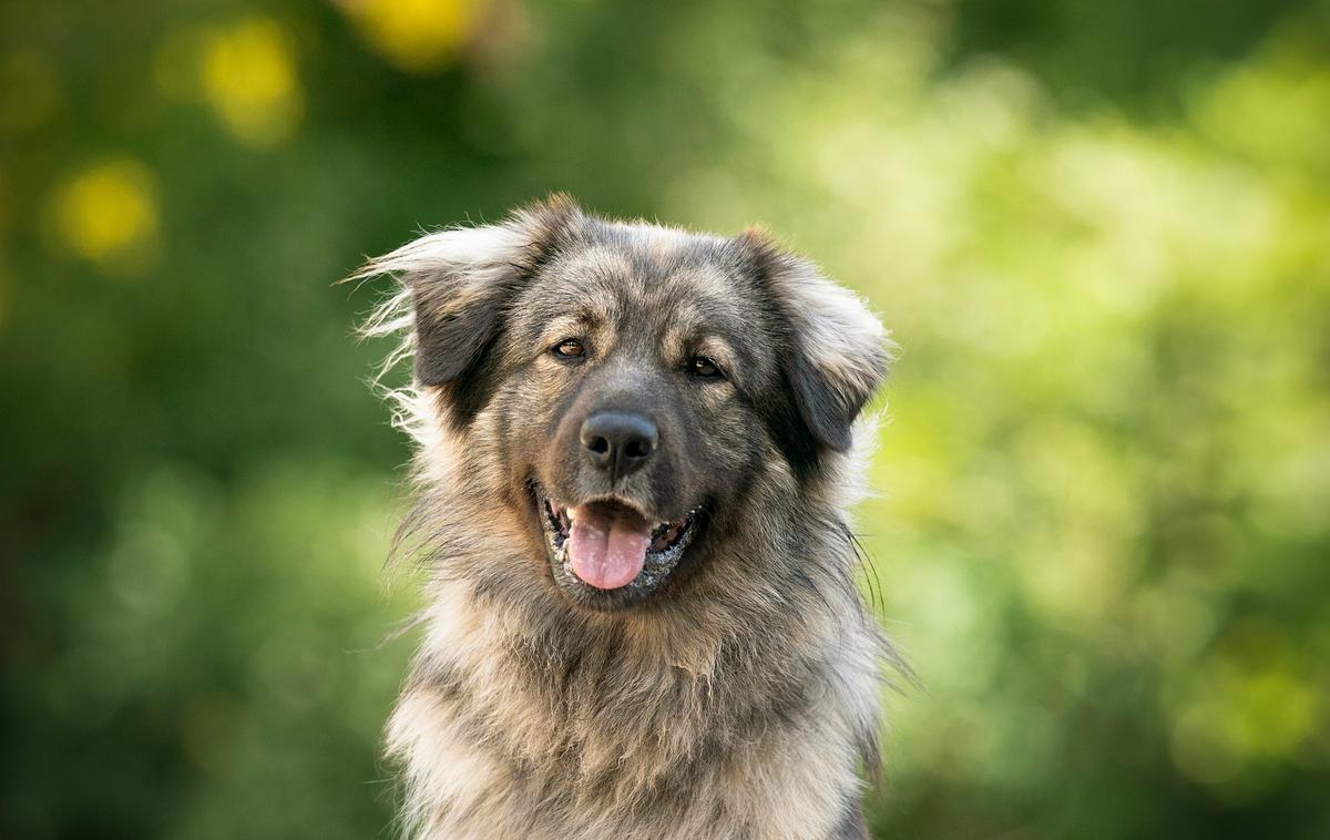 Kraški ovčar | Foto: Shutterstock