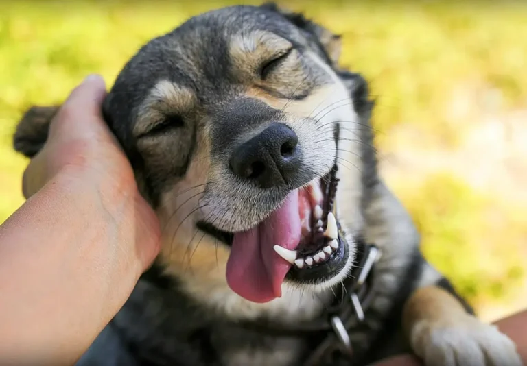 Danes praznujemo svetovni dan psov! 🐶❤️ FOTO: National Today