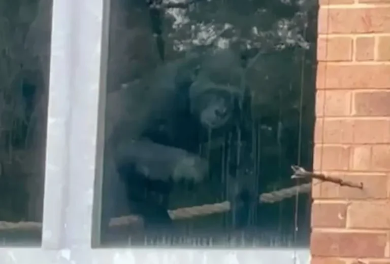 Grozljivka v Bristolu? Gorile tri leta po zaprtju našli žive v zapuščenem živalskem vrtu (VIDEO) FOTO: SWNS