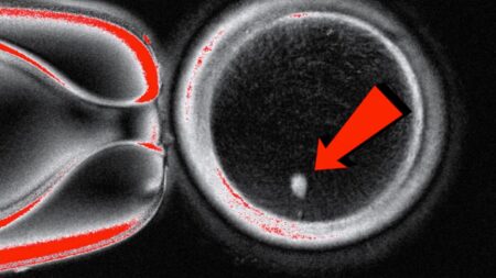 FOTO: Photograph: Mitalipov laboratory