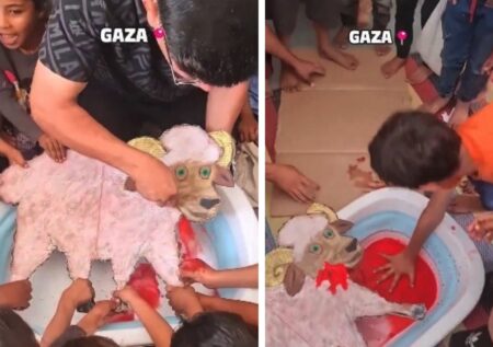 Šokantni prizori iz Gaze: Praksa “zakola jagnjeta” z namenom, da se normalizirata zakol in kri