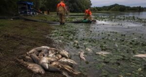 FOTO: V jezeru Pristava poginilo 10 ton rib – voda se je spremenila v mrtvaško jamo