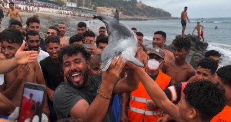 VIDEO: Besni prizori iz Ceute – migranti iz morja potegnili mladiča delfina, žival je poginila po udarcu s palico?