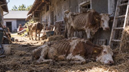 GROZA: Goveda razpadla do kosti – zoper Marjana Špura podali kazensko ovadbo Slika je simbolična | FOTO: Pokukaj24.si / DALL·E